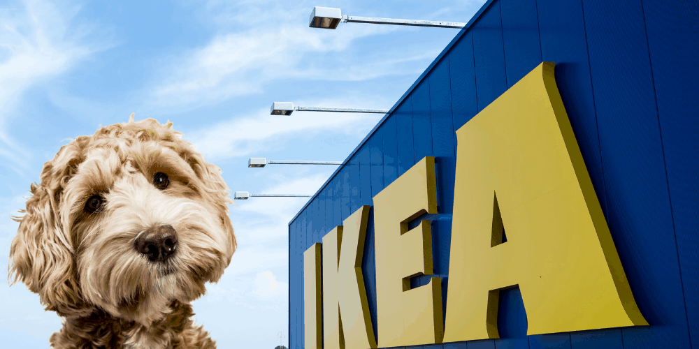 Does IKEA Allow Dogs featured image