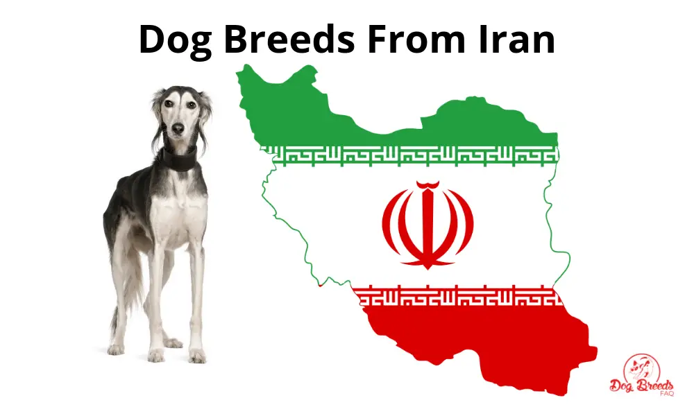 Iranian Dog Breeds