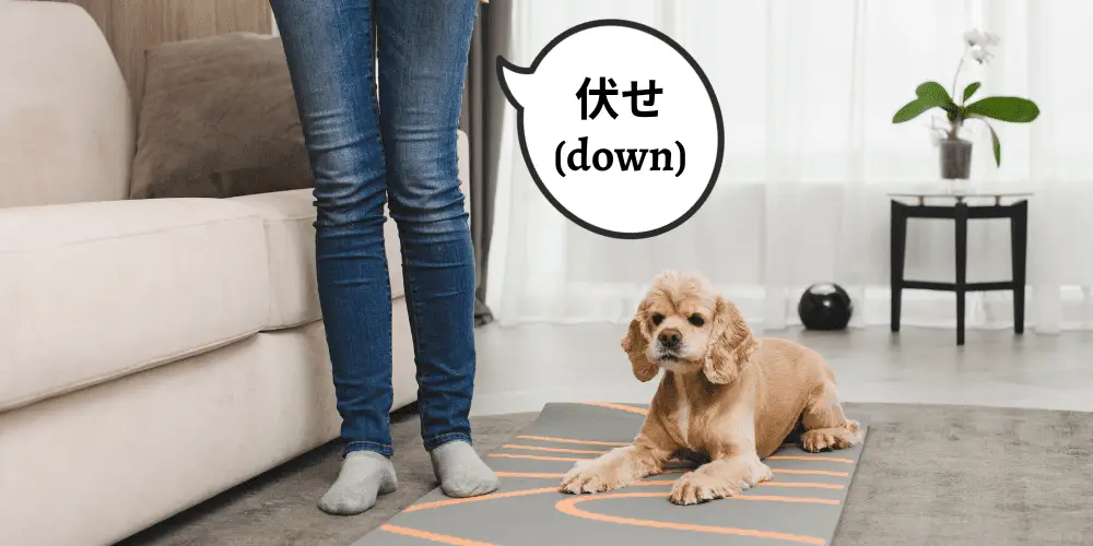 Dog Commands in Japanese