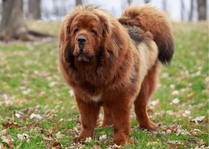 Dog breed Tibetan Mastiff on the lawn