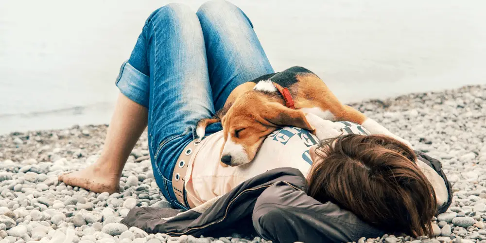 why Dogs Sleep On Top Of Their Owners image
