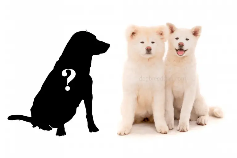 5 Dogs That Look Like Akitas (Or Have Some Similarities)