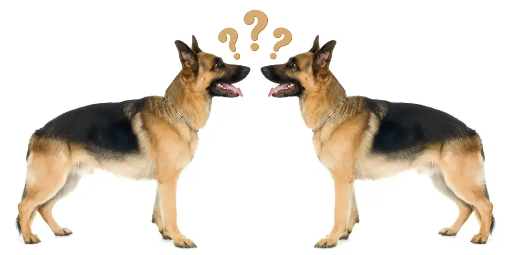 Dogs That Look Like German Shepherds article featured image