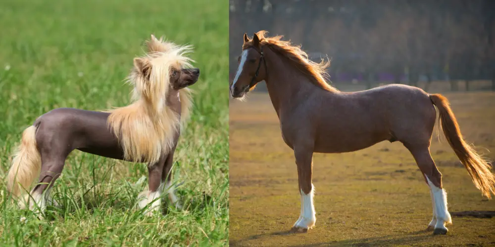 Dogs That Look Like Horses article featured image