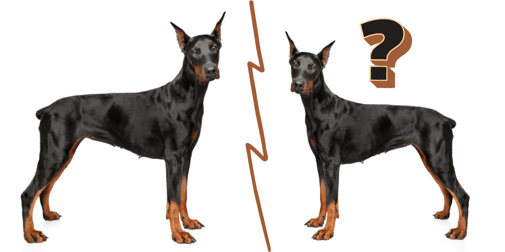 Dogs that Look Like Dobermans featured image
