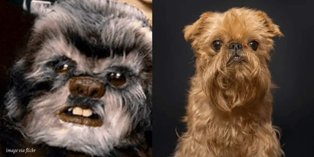 Dogs that Look Like Ewoks featured image