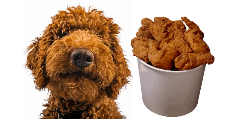 Dogs that look like fried chicken featured image