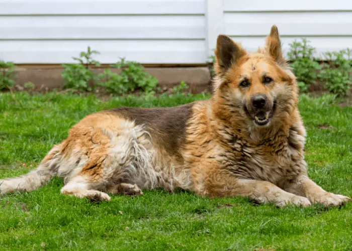 East-European Shepherd on the lawn near the house