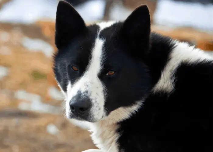 East Siberian Laika