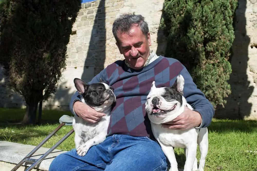 Elderly man with his 2 French Bulldogs