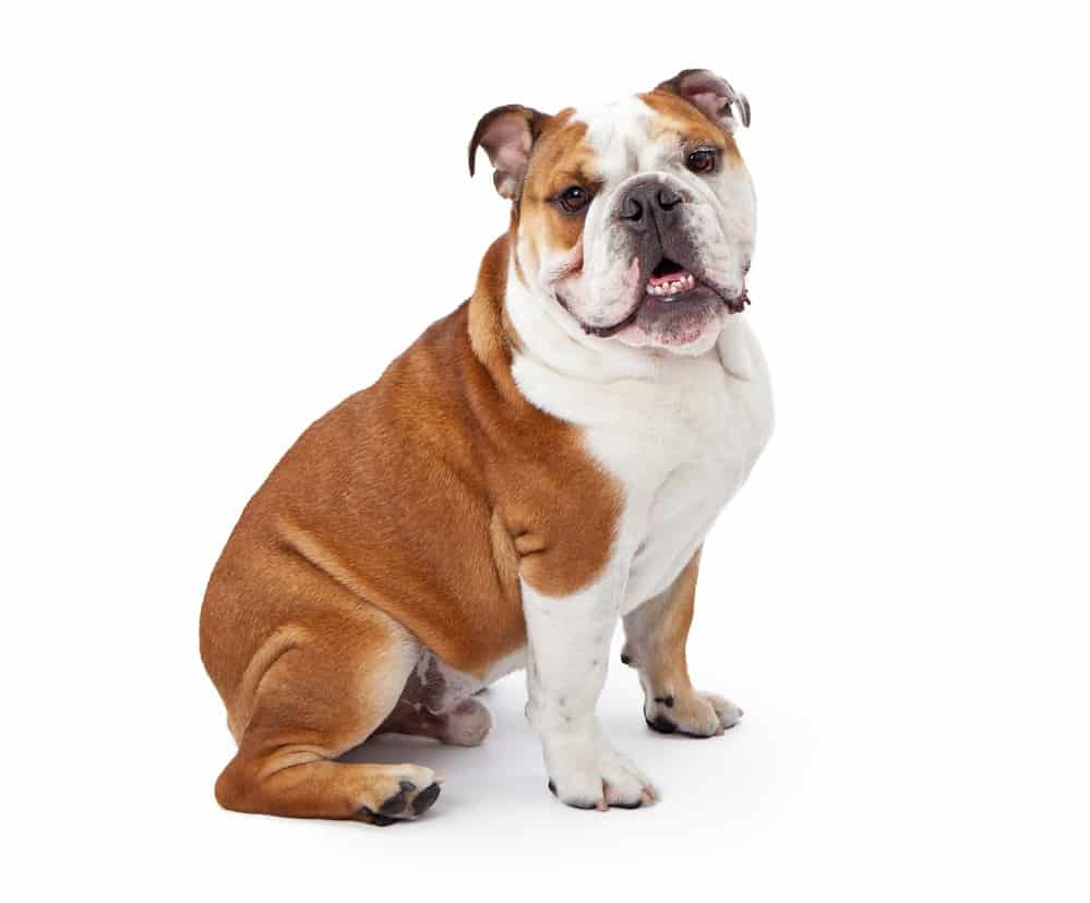 English Bulldog Sitting on white background