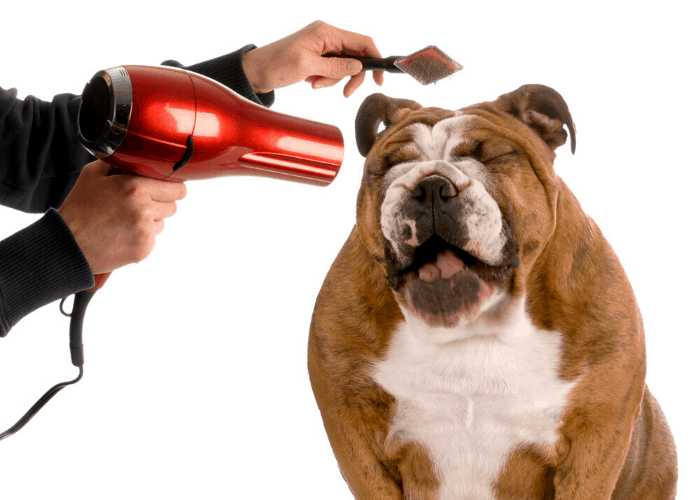 English Bulldog being groomed