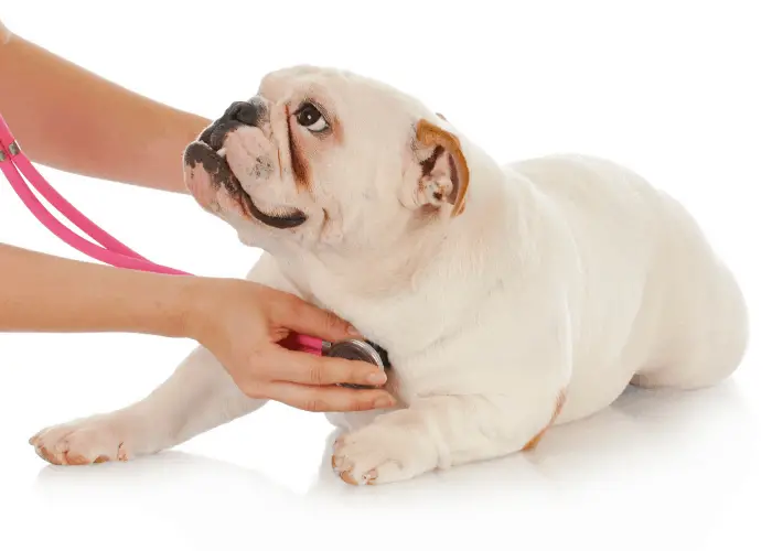 English Bulldog in a Vet Clinic