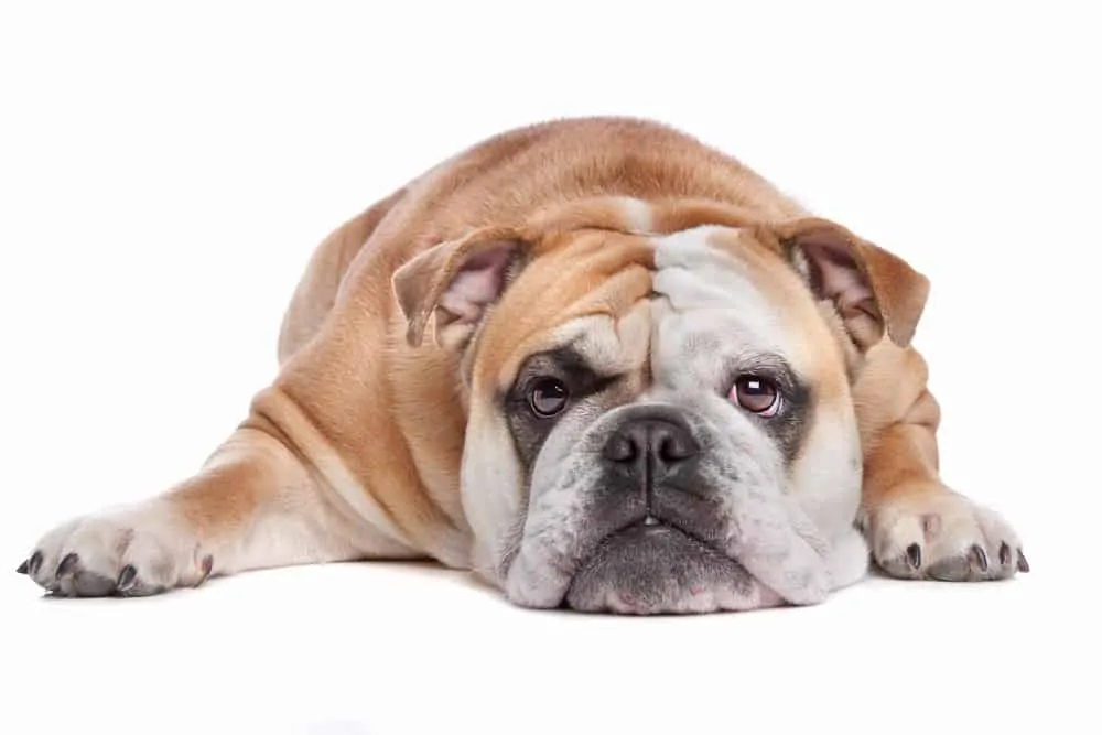 English Bulldog lying on a white background looking at the camera