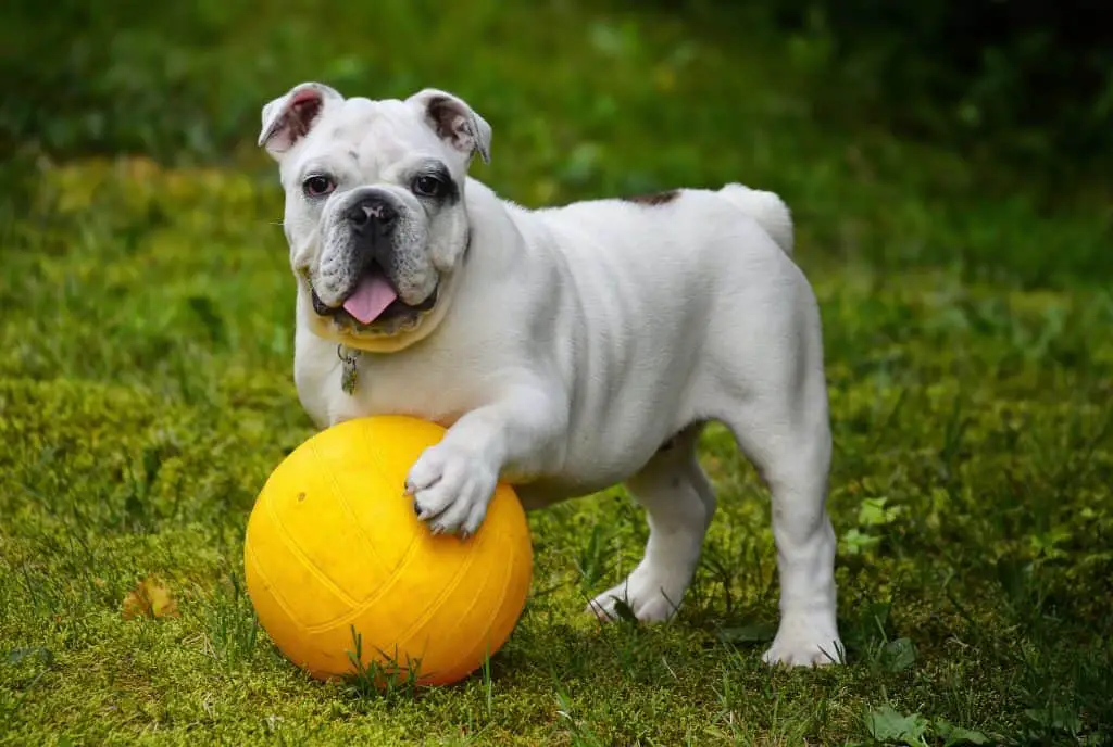 English Bulldog playing with a Ball