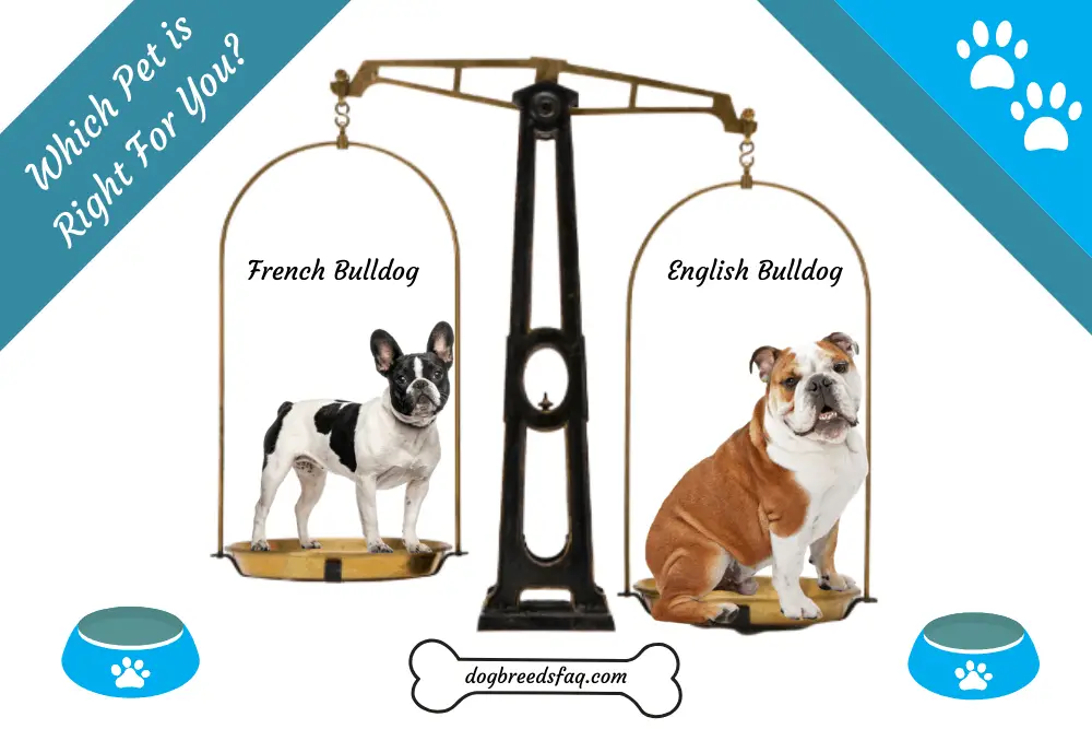 English Bulldog vs French Bulldog: Which is Better for You? 1
