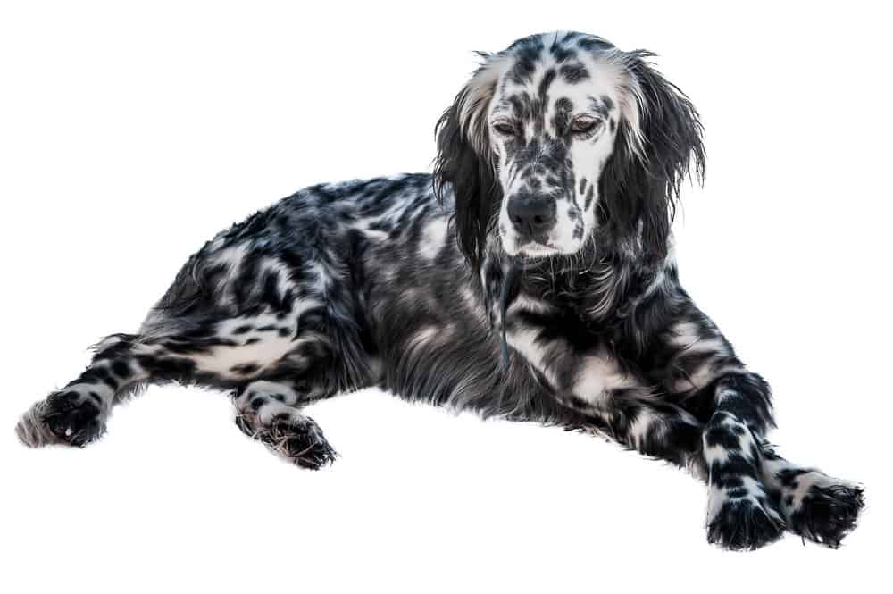 English Setter lying on white background