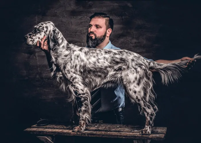 English Setter standing on the table with owner