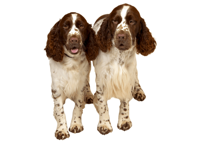 2 English Springer Spaniel photographed against a white background