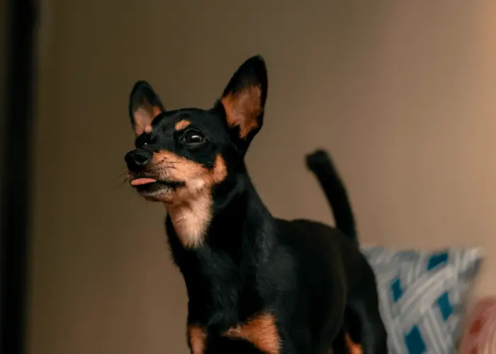 English Toy Terrier in the room