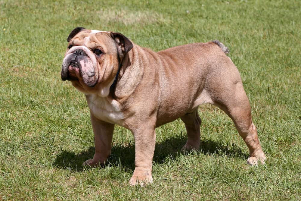 English bulldog standing on the lawn