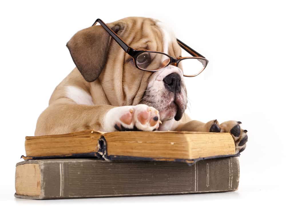 English bulldog wearing eyeglasses and reading a book