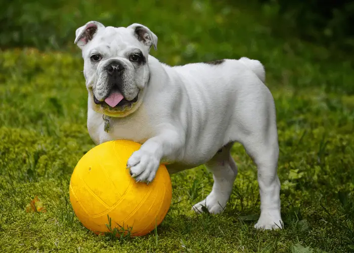  English bullodg playing a yellow ball on the lawn.