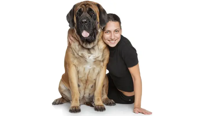 English mastiff and smiling owner