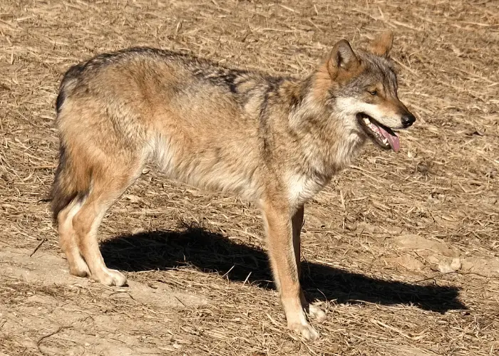 Eurasian wolf