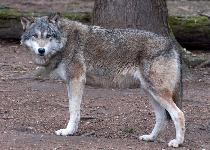 European Wolf in the forest