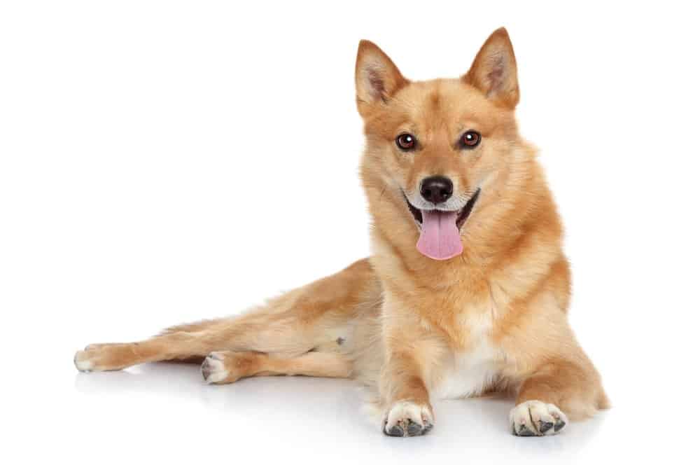 Finnish spitz photographed on white background