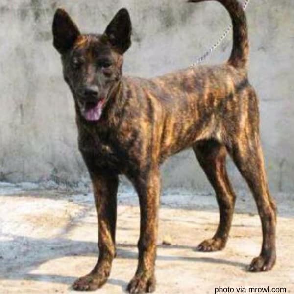 Formosan Mountain dog on leash