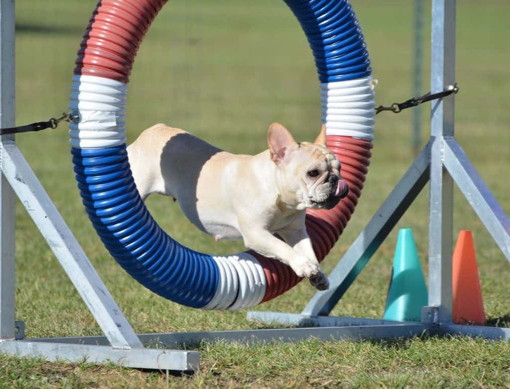 French Bulldog agility training