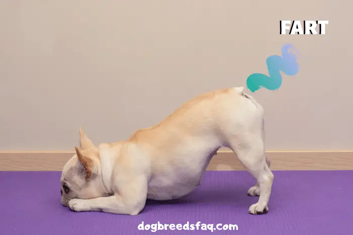 French Bulldog doing a yoga pose and farting