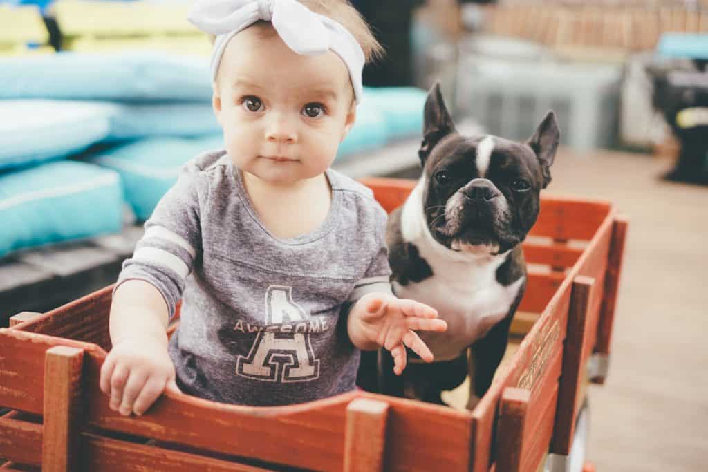 French Bulldog with a young girl in a trolley