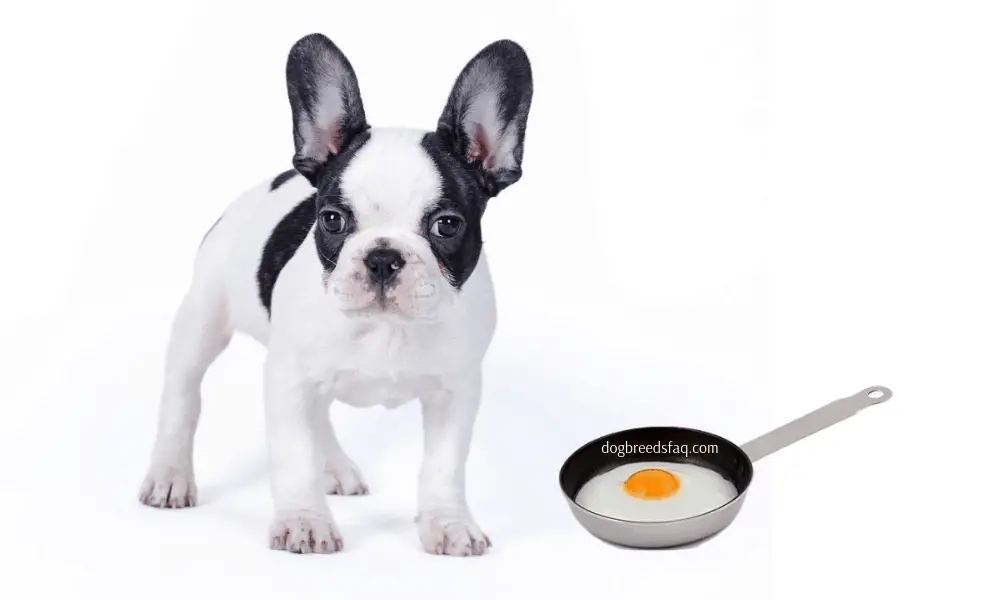 French bulldog and fried egg in a pan