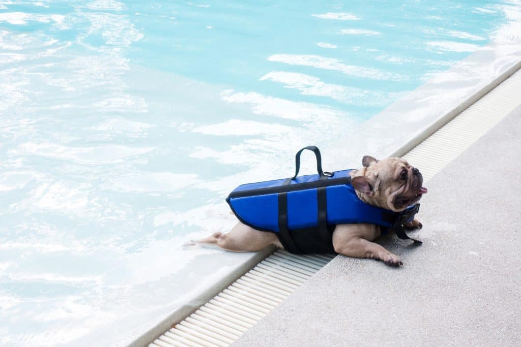 French bulldog at a swimming pool