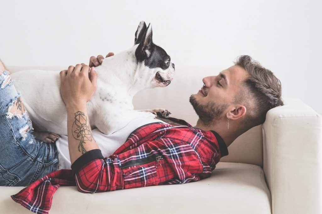 French bulldog being affectionate with owner