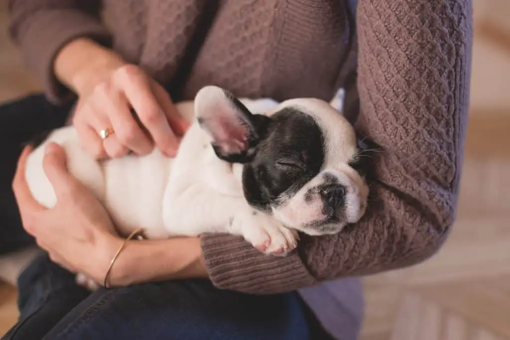 French bulldog being cuddled by owner
