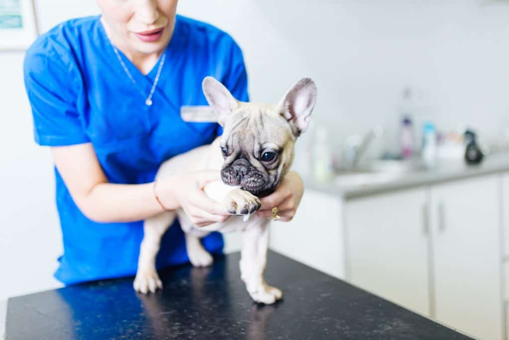 French bulldog being examined by a Vet.