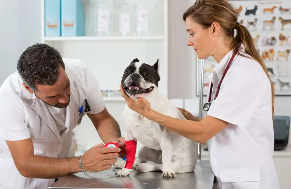 French bulldog in a veterinary clinic
