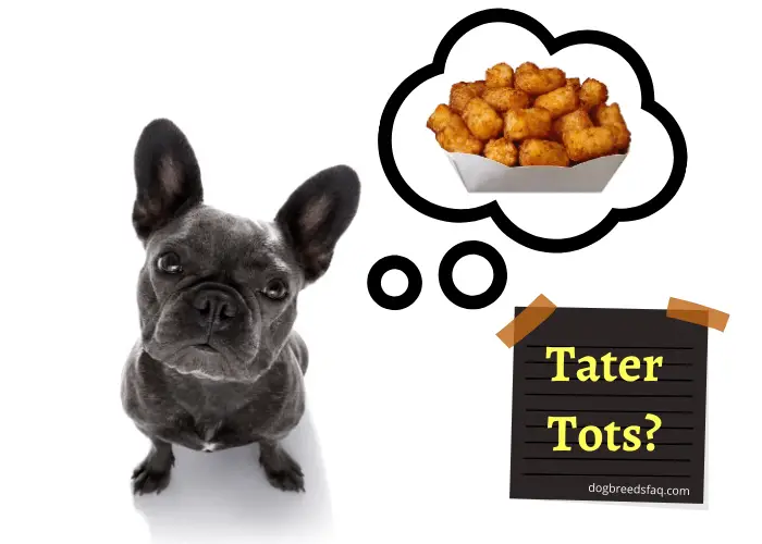 French bulldog looking and thinking of eating tater tots