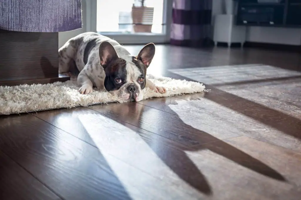 French bulldog lying on the carpet