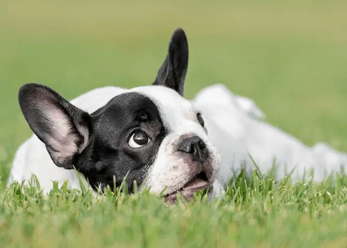French bulldog lying on the grass