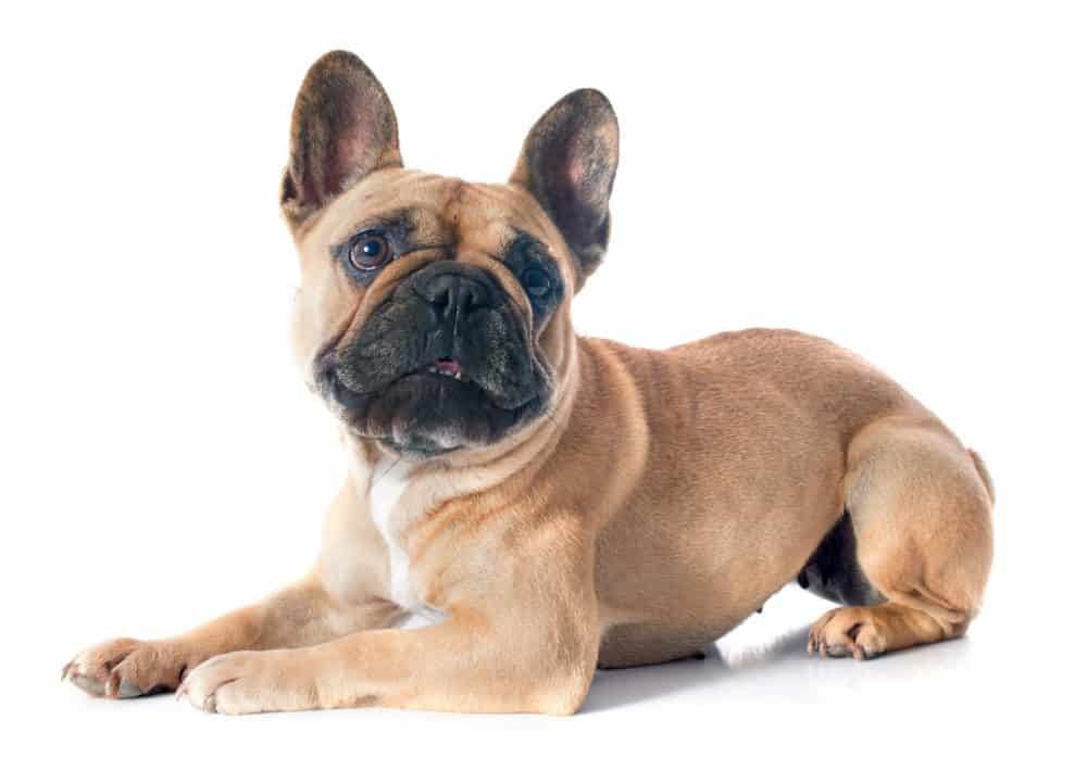 french bulldog photographed on white background