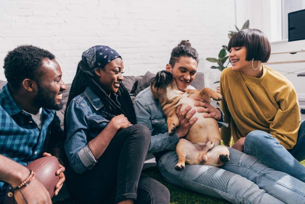 French bulldog sitting and playing on owner's lap and friends laughing