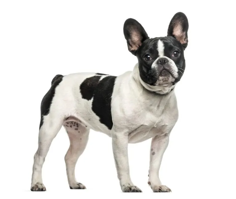 27-detailed-french-bulldog-pros-and-cons-my-experience