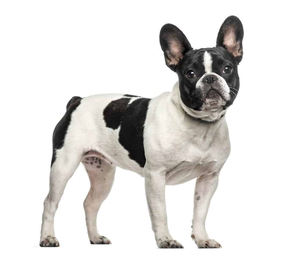 French bulldog standing against white background