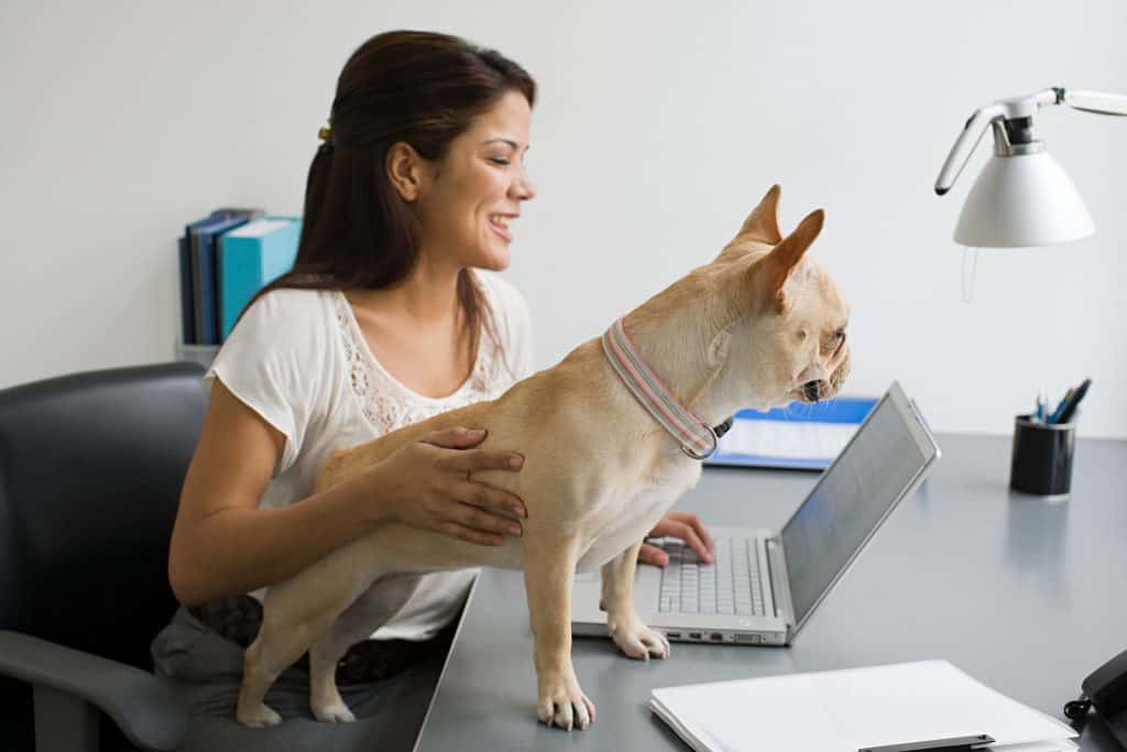 French bulldog standing on the lady's lap and table