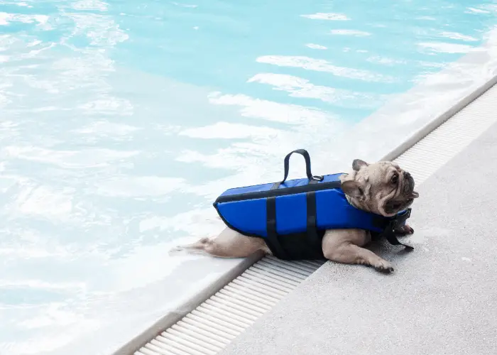 French bulldog swimming in the pool with life jacket